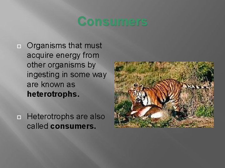 Consumers Organisms that must acquire energy from other organisms by ingesting in some way