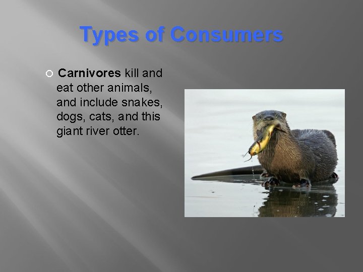 Types of Consumers Carnivores kill and eat other animals, and include snakes, dogs, cats,