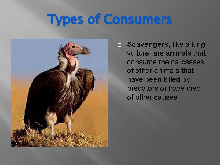 Types of Consumers Scavengers, like a king vulture, are animals that consume the carcasses