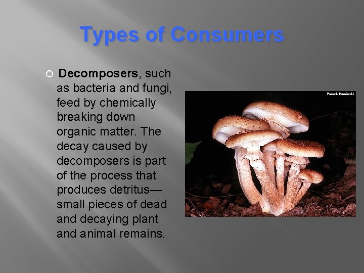 Types of Consumers Decomposers, such as bacteria and fungi, feed by chemically breaking down