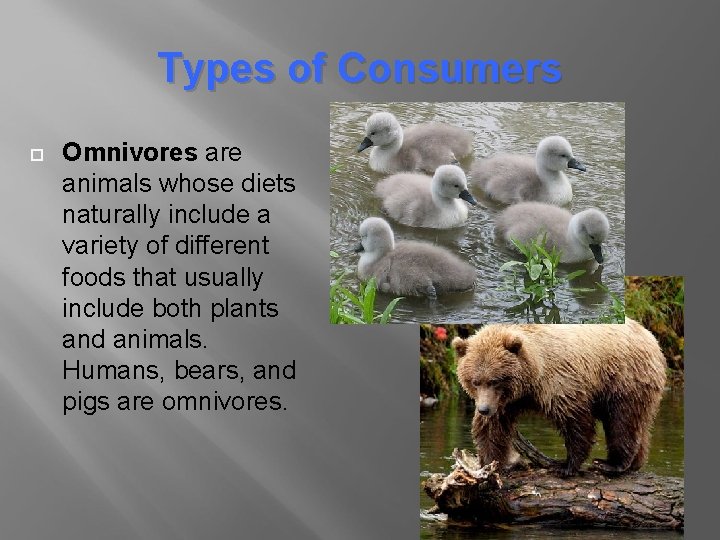 Types of Consumers Omnivores are animals whose diets naturally include a variety of different