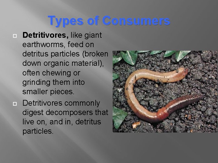 Types of Consumers Detritivores, like giant earthworms, feed on detritus particles (broken down organic