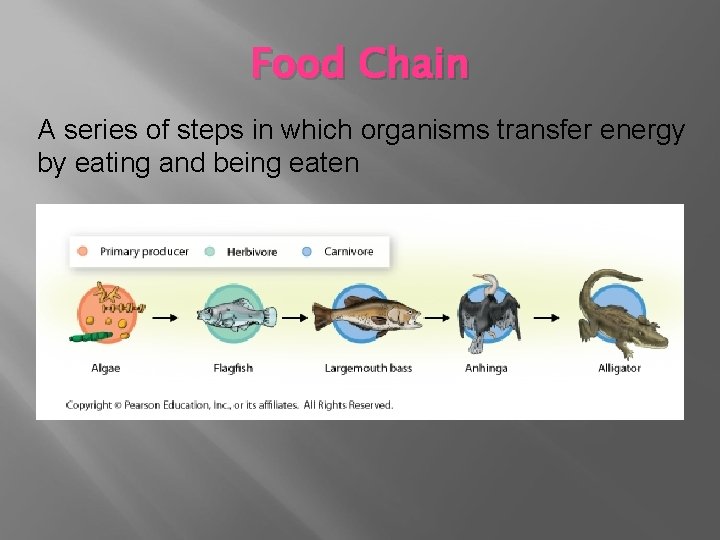 Food Chain A series of steps in which organisms transfer energy by eating and