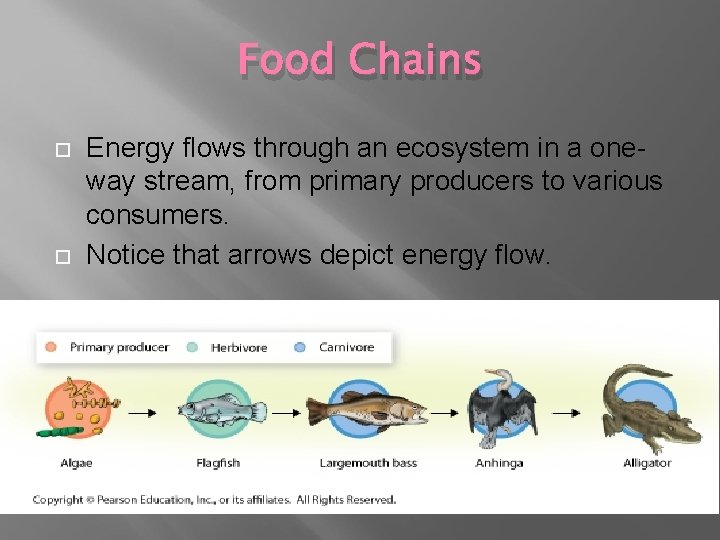 Food Chains Energy flows through an ecosystem in a oneway stream, from primary producers