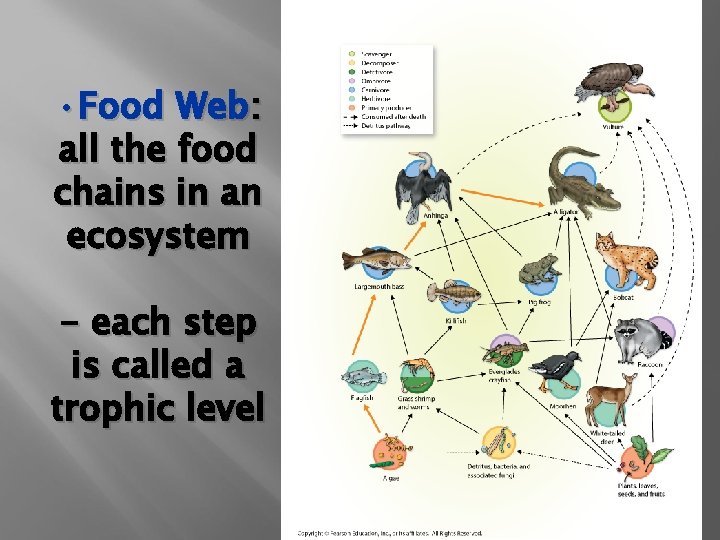  • Food Web: all the food chains in an ecosystem - each step