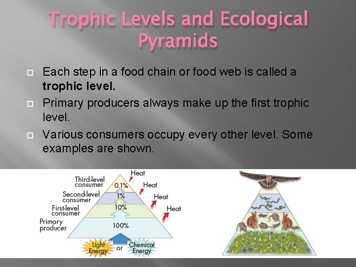 Trophic Levels and Ecological Pyramids Each step in a food chain or food web