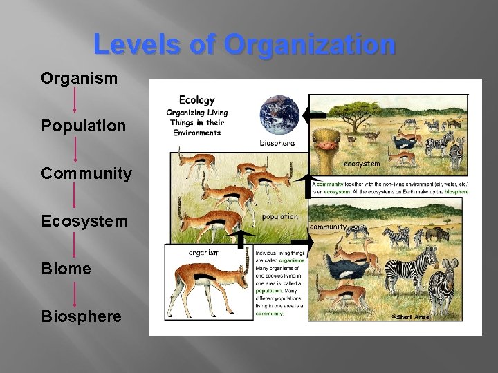 Levels of Organization Organism Population Community Ecosystem Biome Biosphere 