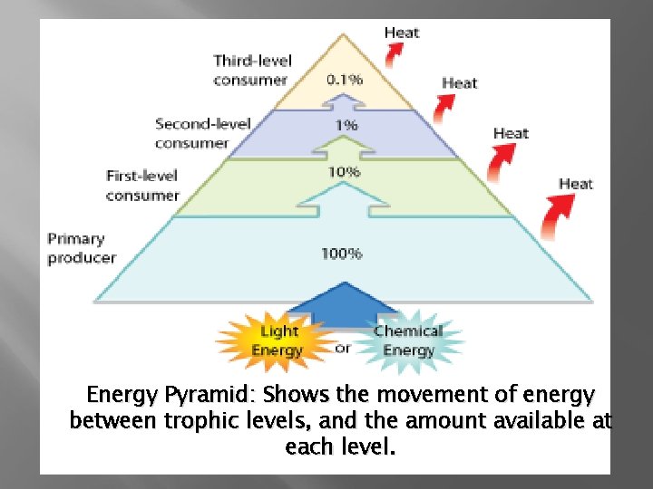 Energy Pyramid: Shows the movement of energy between trophic levels, and the amount available