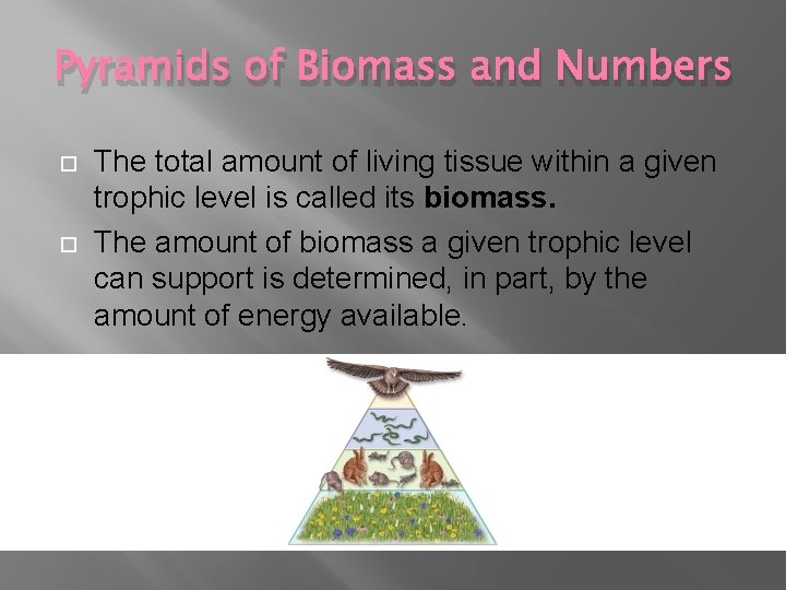 Pyramids of Biomass and Numbers The total amount of living tissue within a given