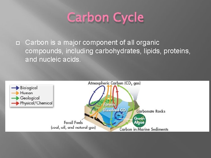 Carbon Cycle Carbon is a major component of all organic compounds, including carbohydrates, lipids,