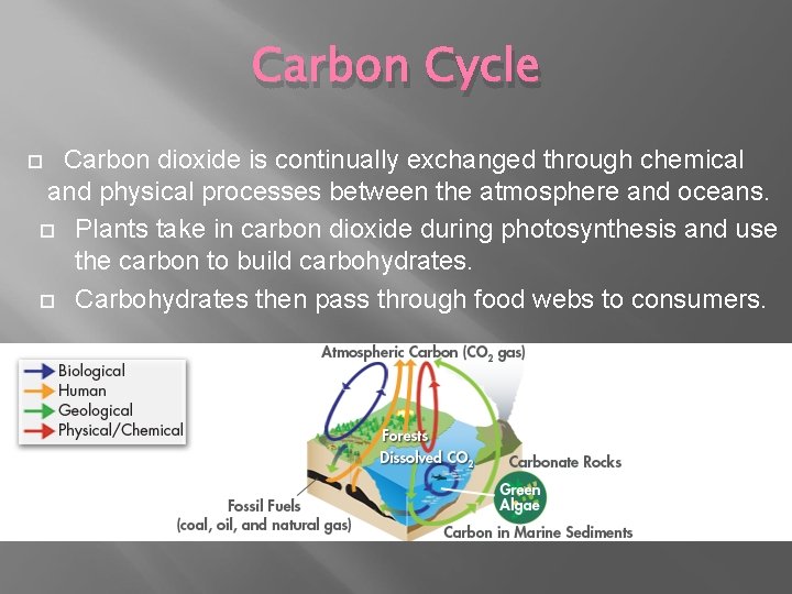 Carbon Cycle Carbon dioxide is continually exchanged through chemical and physical processes between the