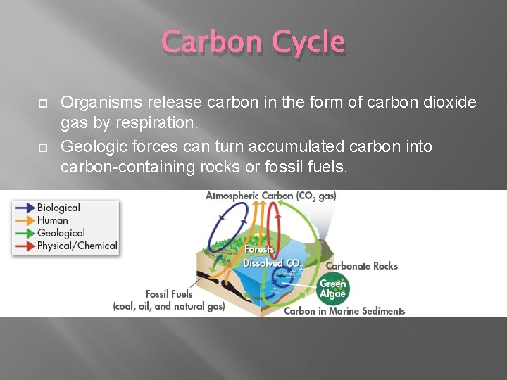 Carbon Cycle Organisms release carbon in the form of carbon dioxide gas by respiration.