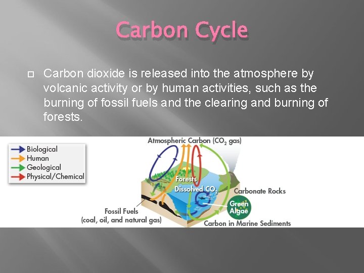 Carbon Cycle Carbon dioxide is released into the atmosphere by volcanic activity or by