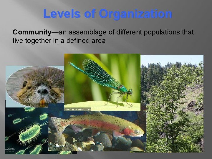 Levels of Organization Community—an assemblage of different populations that live together in a defined