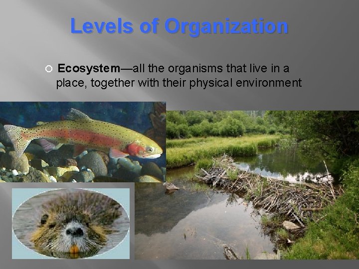 Levels of Organization Ecosystem—all the organisms that live in a place, together with their