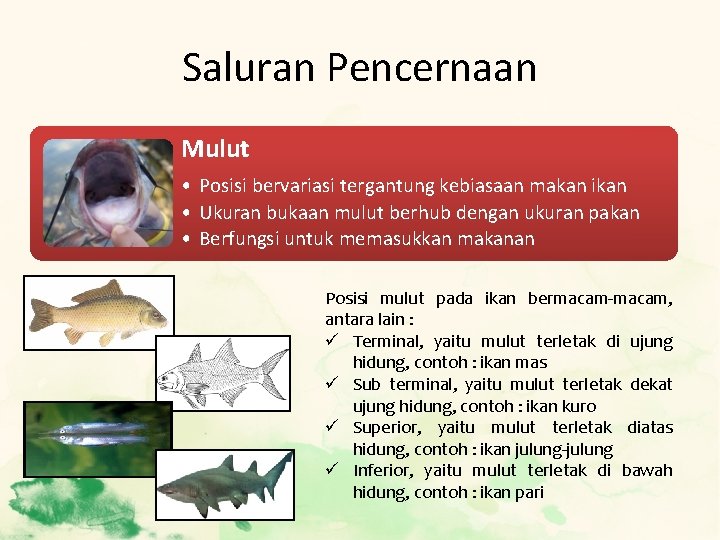 Saluran Pencernaan Mulut • Posisi bervariasi tergantung kebiasaan makan ikan • Ukuran bukaan mulut