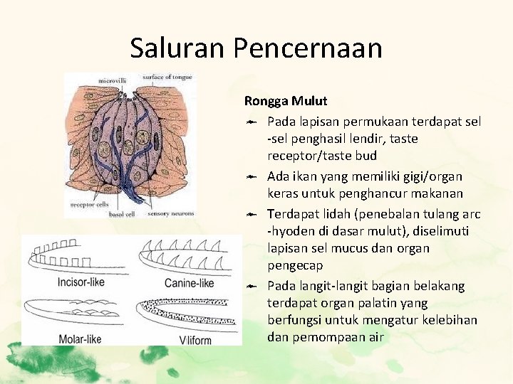 Saluran Pencernaan Rongga Mulut Pada lapisan permukaan terdapat sel -sel penghasil lendir, taste receptor/taste