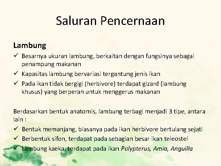 Saluran Pencernaan Lambung ü Besarnya ukuran lambung, berkaitan dengan fungsinya sebagai penampung makanan ü