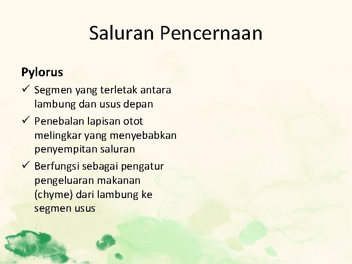 Saluran Pencernaan Pylorus ü Segmen yang terletak antara lambung dan usus depan ü Penebalan