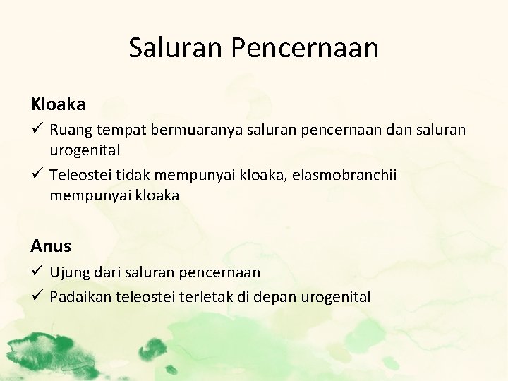 Saluran Pencernaan Kloaka ü Ruang tempat bermuaranya saluran pencernaan dan saluran urogenital ü Teleostei