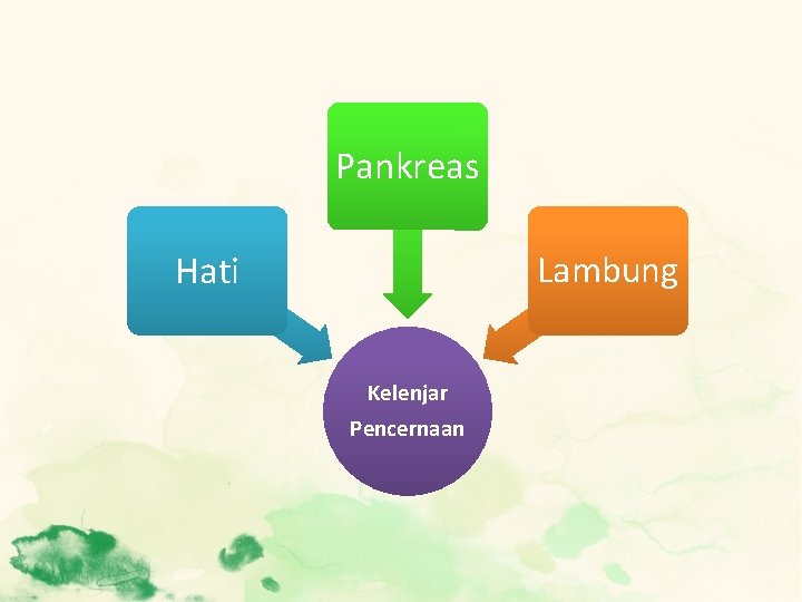 Pankreas Hati Lambung Kelenjar Pencernaan 