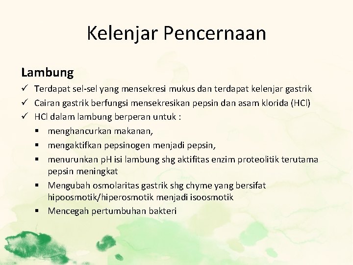 Kelenjar Pencernaan Lambung ü Terdapat sel-sel yang mensekresi mukus dan terdapat kelenjar gastrik ü