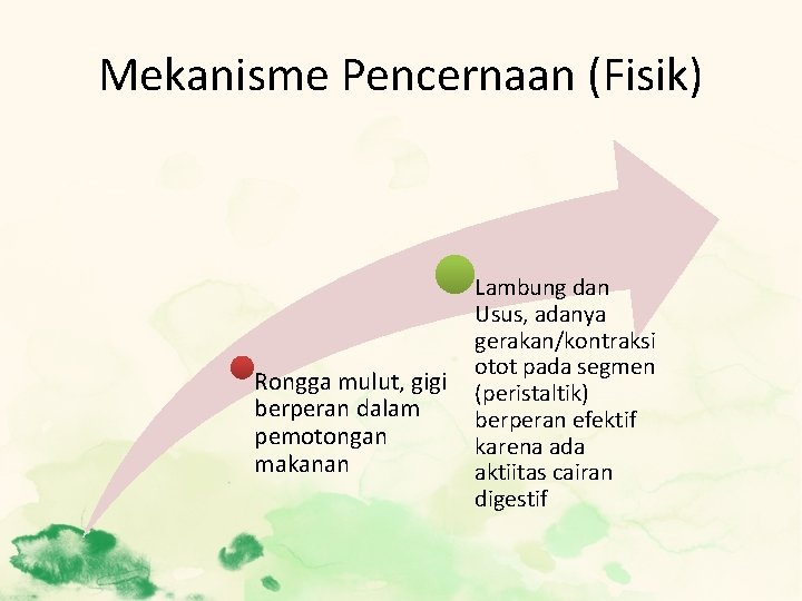 Mekanisme Pencernaan (Fisik) Rongga mulut, gigi berperan dalam pemotongan makanan Lambung dan Usus, adanya