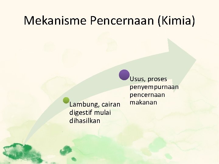 Mekanisme Pencernaan (Kimia) Lambung, cairan digestif mulai dihasilkan Usus, proses penyempurnaan pencernaan makanan 