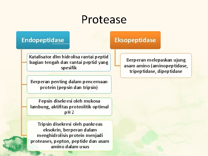 Protease Endopeptidase Katalisator dlm hidrolisa rantai peptid bagian tengah dan rantai peptid yang spesifik