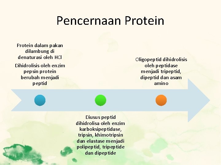 Pencernaan Protein dalam pakan dilambung di denaturasi oleh HCl Dihidrolisis oleh enzim pepsin protein