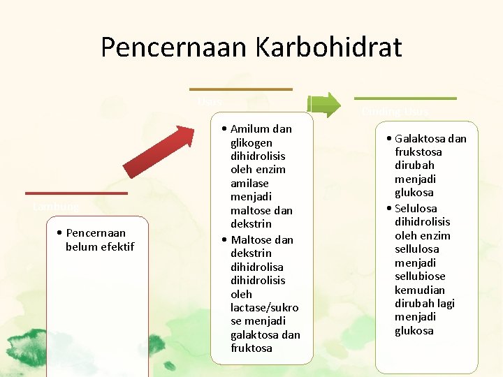 Pencernaan Karbohidrat Usus Lambung • Pencernaan belum efektif • Amilum dan glikogen dihidrolisis oleh