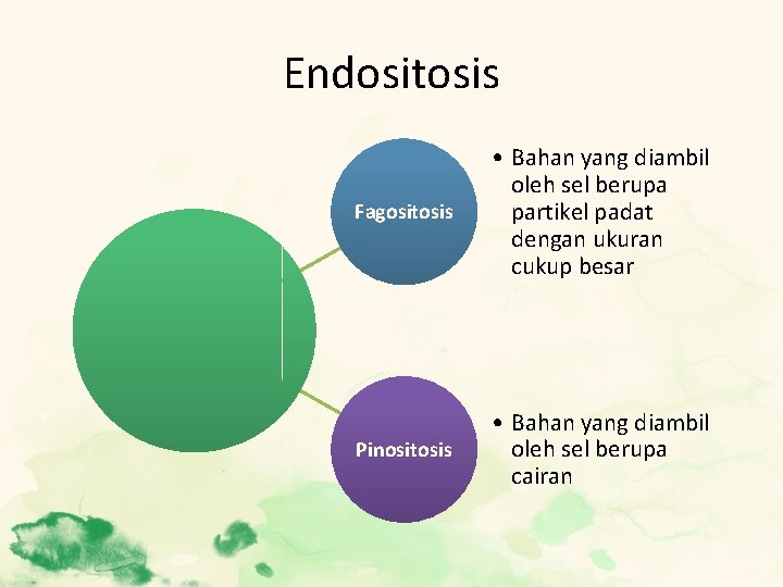 Endositosis Fagositosis • Bahan yang diambil oleh sel berupa partikel padat dengan ukuran cukup