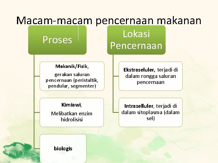 Macam-macam pencernaan makanan Proses Mekanik/Fisik, gerakan saluran pencernaan (peristaltik, pendular, segmenter) Kimiawi, Melibatkan enzim