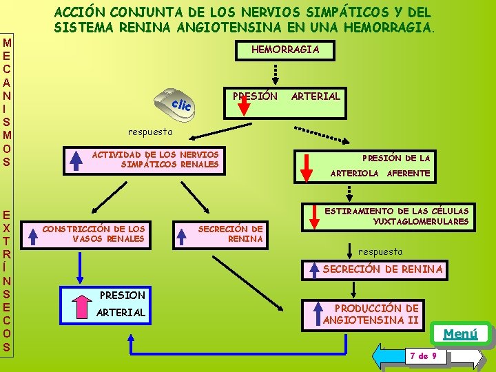 ACCIÓN CONJUNTA DE LOS NERVIOS SIMPÁTICOS Y DEL SISTEMA RENINA ANGIOTENSINA EN UNA HEMORRAGIA. ACCIÓN CONJUNTA DE LOS NERVIOS SIMPÁTICOS Y DEL SISTEMA RENINA ANGIOTENSINA EN UNA HEMORRAGIA.