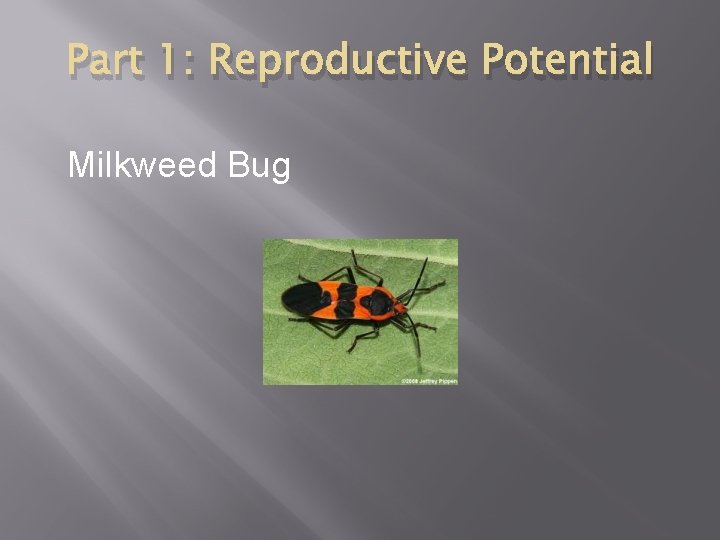 Part 1: Reproductive Potential Milkweed Bug 