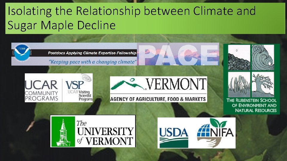 Isolating the Relationship between Climate and Sugar Maple Decline Isolating the Relationship between Climate and Sugar Maple Decline