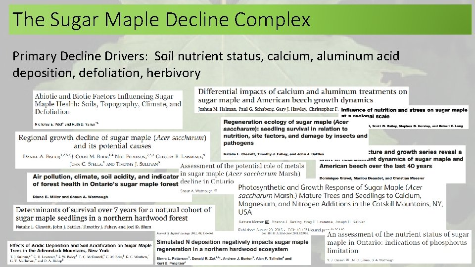 The Sugar Maple Decline Complex Primary Decline Drivers: Soil nutrient status, calcium, aluminum acid The Sugar Maple Decline Complex Primary Decline Drivers: Soil nutrient status, calcium, aluminum acid