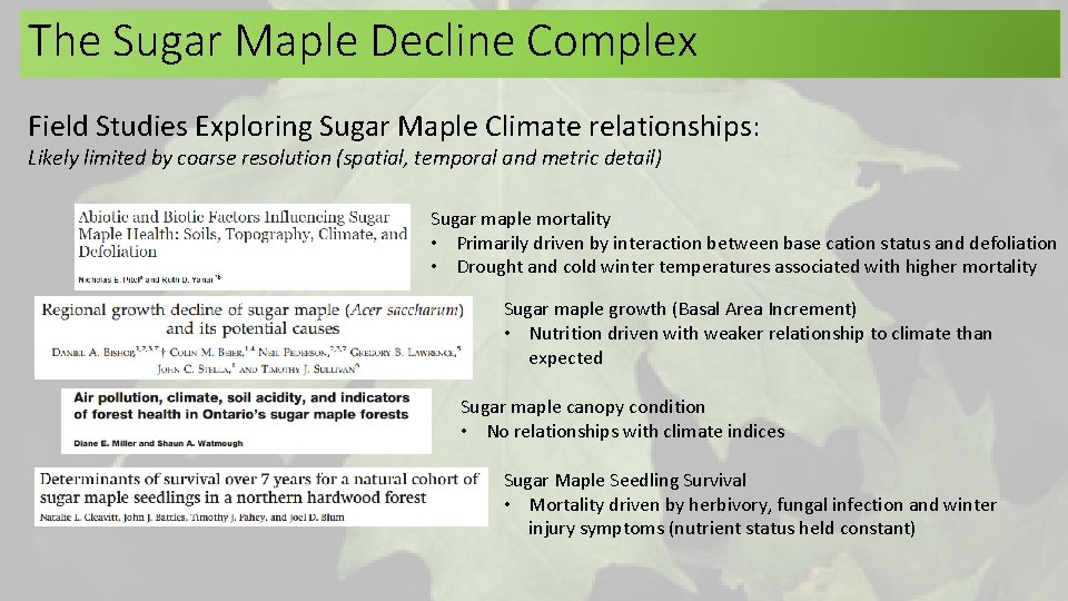 The Sugar Maple Decline Complex Field Studies Exploring Sugar Maple Climate relationships: Likely limited The Sugar Maple Decline Complex Field Studies Exploring Sugar Maple Climate relationships: Likely limited