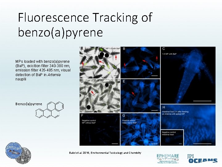 Fluorescence Tracking of benzo(a)pyrene MPs loaded with benzo(a)pyrene (Ba. P), exicition filter 340 -380