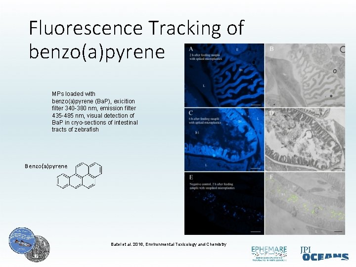 Fluorescence Tracking of benzo(a)pyrene MPs loaded with benzo(a)pyrene (Ba. P), exicition filter 340 -380