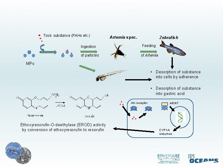 Toxic substance (PAHs etc. ) Ingestion of particles Artemia spec. Zebrafish Feeding of Artemia