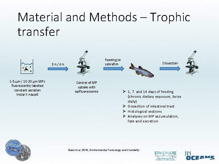 Material and Methods – Trophic transfer Feeding to zebrafish 3 h/6 h 1 -5