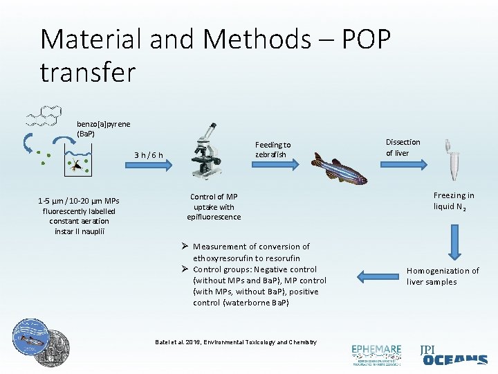 Material and Methods – POP transfer benzo[a]pyrene (Ba. P) Feeding to zebrafish 3 h/6