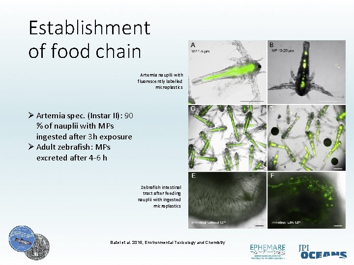 Establishment of food chain Artemia nauplii with fluorescently labelled microplastics Ø Artemia spec. (Instar