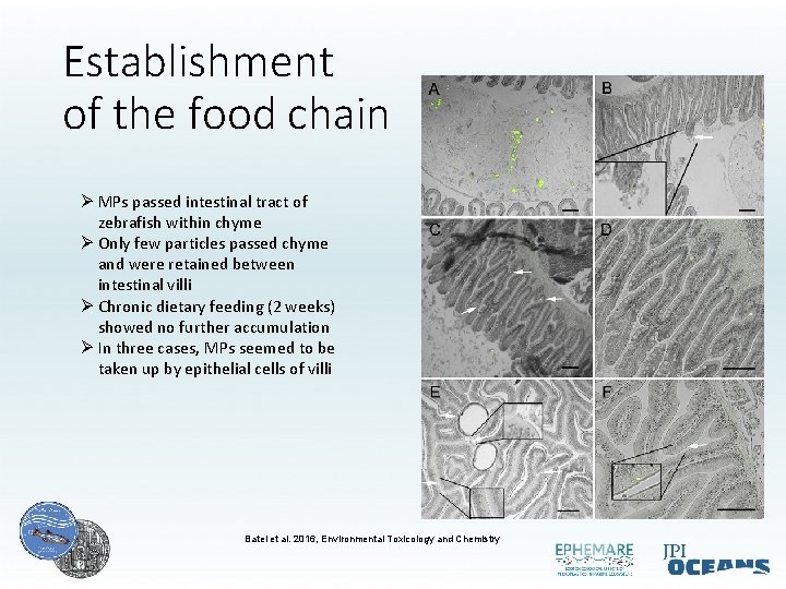 Establishment of the food chain Ø MPs passed intestinal tract of zebrafish within chyme