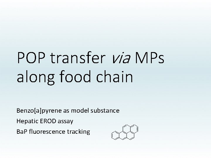 POP transfer via MPs along food chain Benzo[a]pyrene as model substance Hepatic EROD assay