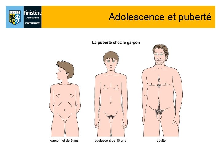 Adolescence et puberté Adolescence et puberté