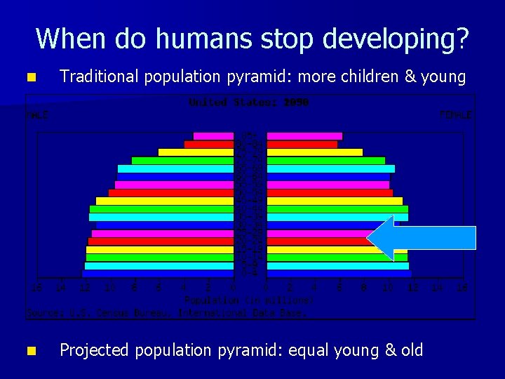 When do humans stop developing? n Traditional population pyramid: more children & young n