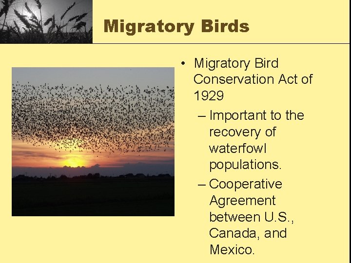 Migratory Birds • Migratory Bird Conservation Act of 1929 – Important to the recovery Migratory Birds • Migratory Bird Conservation Act of 1929 – Important to the recovery