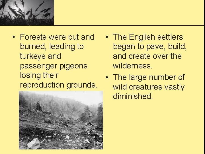  • Forests were cut and • The English settlers burned, leading to began